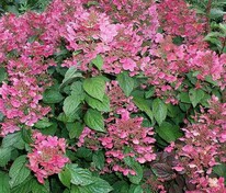 Гортензия метельчатая Эрли Сенсейшен (Hydrangea paniculata 'Early Sensation')