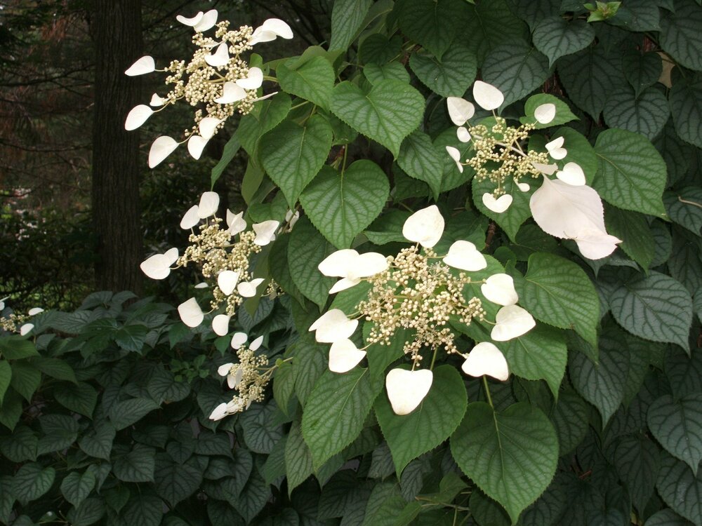 Гортензия черешковая Кордифолия (Hydrangea anomala subsp. petiolaris 'Cordifolia')
