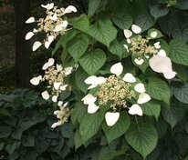 Гортензия черешковая "Kordifoliya" (Кордифолия)