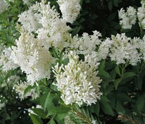 Сирень Престон Агнес Смит (Syringa x prestoniae 'Agnes Smith')