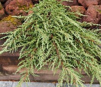 Можжевельник обыкновенный Ристол (Juniperus communis 'Ristol')