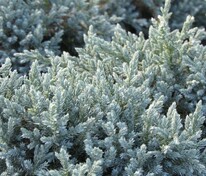 Можжевельник чешуйчатый Тропикал Блю (Juniperus squamata 'Tropical Blue')