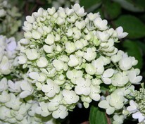 Гортензия метельчатая Бомбшелл (Hydrangea paniculata 'Bombshell')