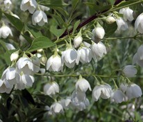 Чубушник Воздушный десант (Philadelphus 'Vozdushny Desant')