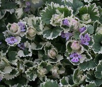 Будра плющевидная "Variegata" (Вариегата)