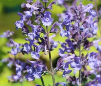 Котовник Фассена Дропмор (Nepeta x faassenii 'Dropmore')