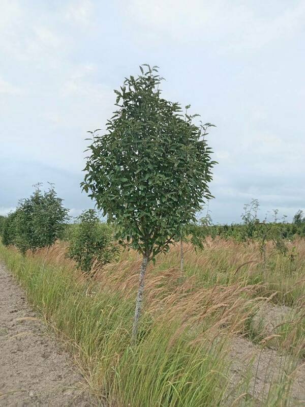 Рябина тюрингская Фастигиата (Sorbus x thuringiaca 'Fastigiata')