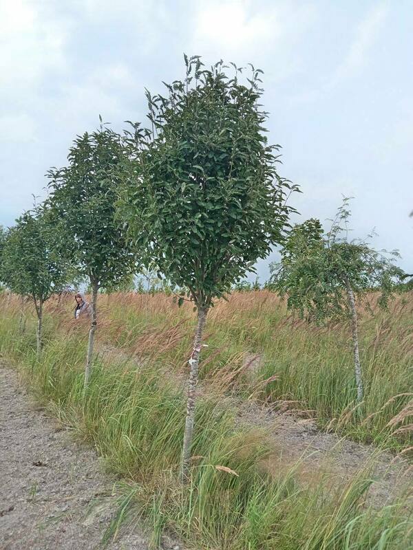 Рябина тюрингская Фастигиата (Sorbus x thuringiaca 'Fastigiata')