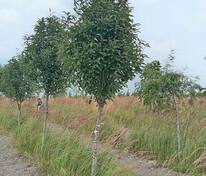 Рябина тюрингская Фастигиата (Sorbus x thuringiaca 'Fastigiata')