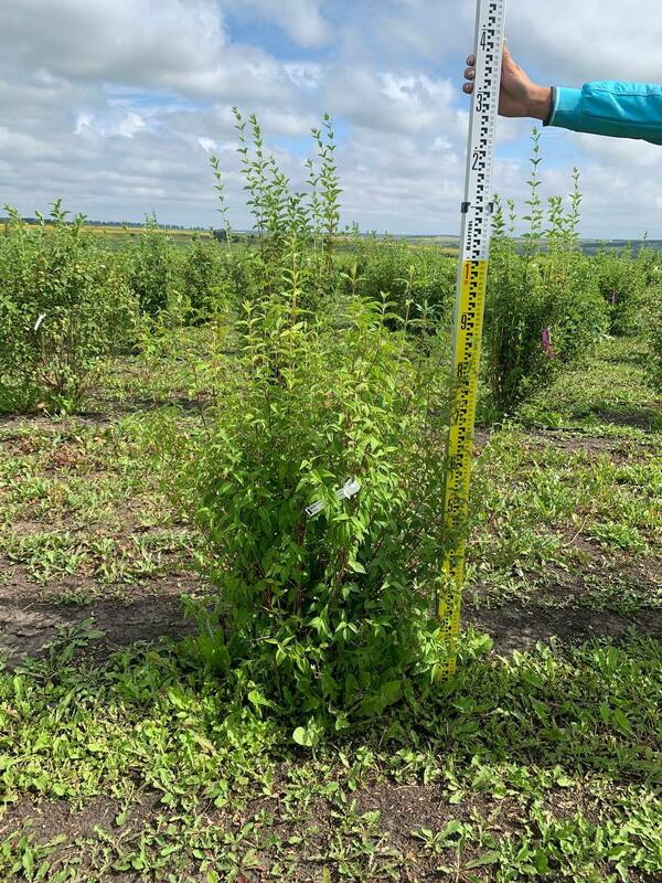 Чубушник венечный Снежная Лавина (Philadelphus coronarius 'Snezhnaya Lavina')