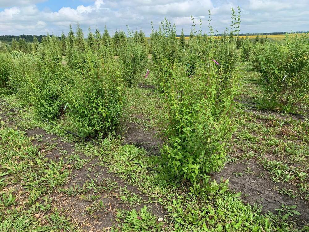 Чубушник венечный Снежная Лавина (Philadelphus coronarius 'Snezhnaya Lavina')