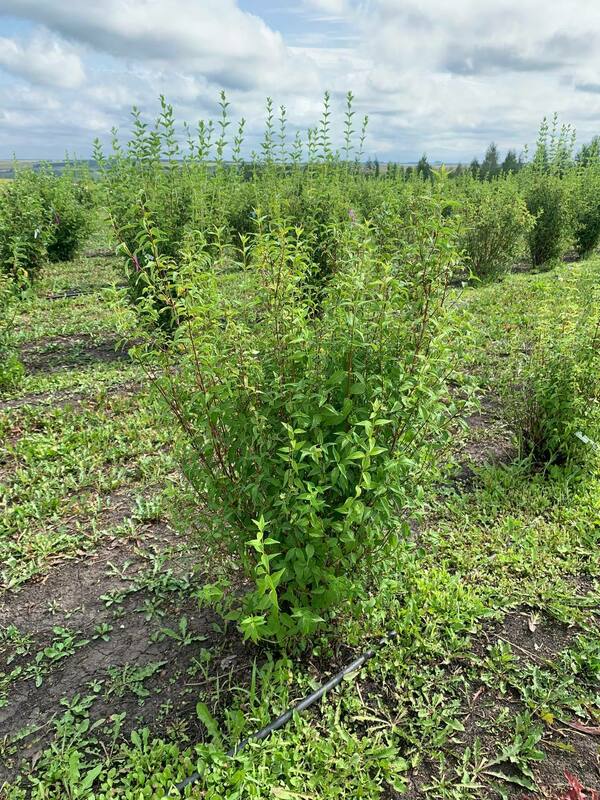 Чубушник венечный Снежная Лавина (Philadelphus coronarius 'Snezhnaya Lavina')