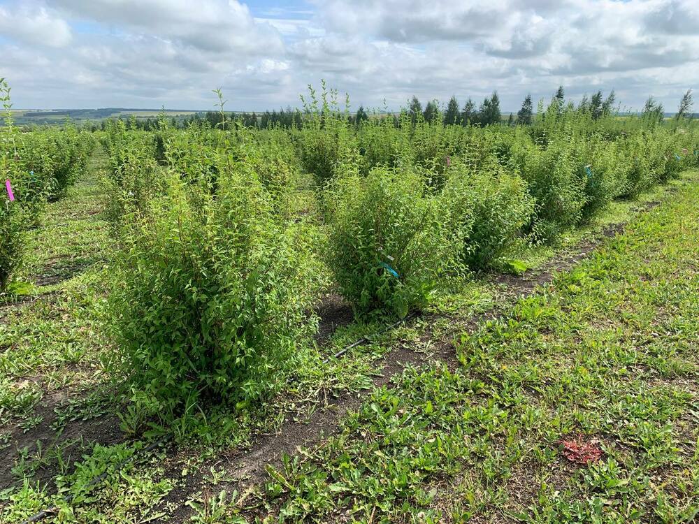 Чубушник венечный Снежная Лавина (Philadelphus coronarius 'Snezhnaya Lavina')