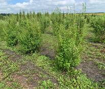 Чубушник венечный Снежная Лавина (Philadelphus coronarius 'Snezhnaya Lavina')