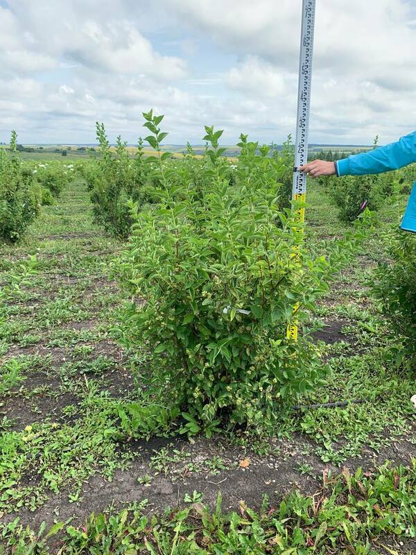 Чубушник гибридный Монблан (Philadelphus x hybrida 'Mont Blanc')