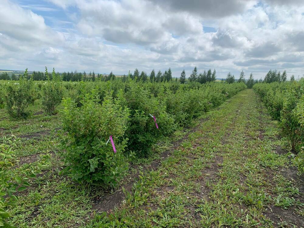 Чубушник гибридный Монблан (Philadelphus x hybrida 'Mont Blanc')