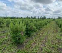 Чубушник гибридный Монблан (Philadelphus x hybrida 'Mont Blanc')