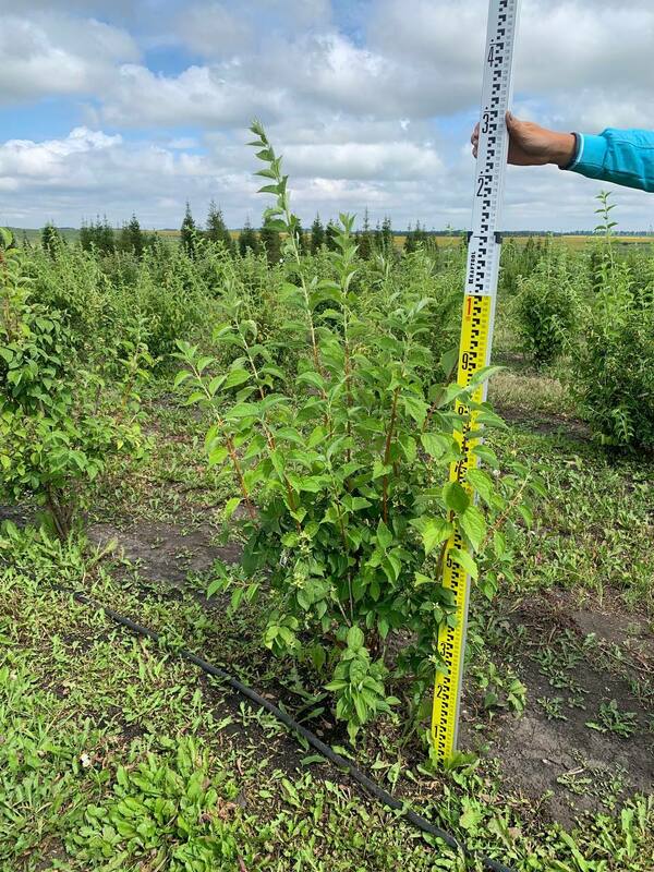 Чубушник венечный Очарование (Philadelphus coronarius 'Ocharovanie')