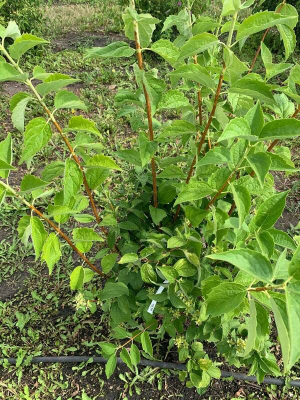 Чубушник венечный Очарование (Philadelphus coronarius 'Ocharovanie')