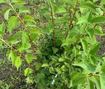 Чубушник венечный Очарование (Philadelphus coronarius 'Ocharovanie')