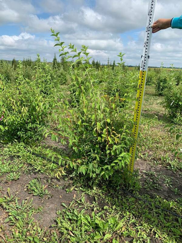 Чубушник венечный Салют (Philadelphus coronarius 'Salut')