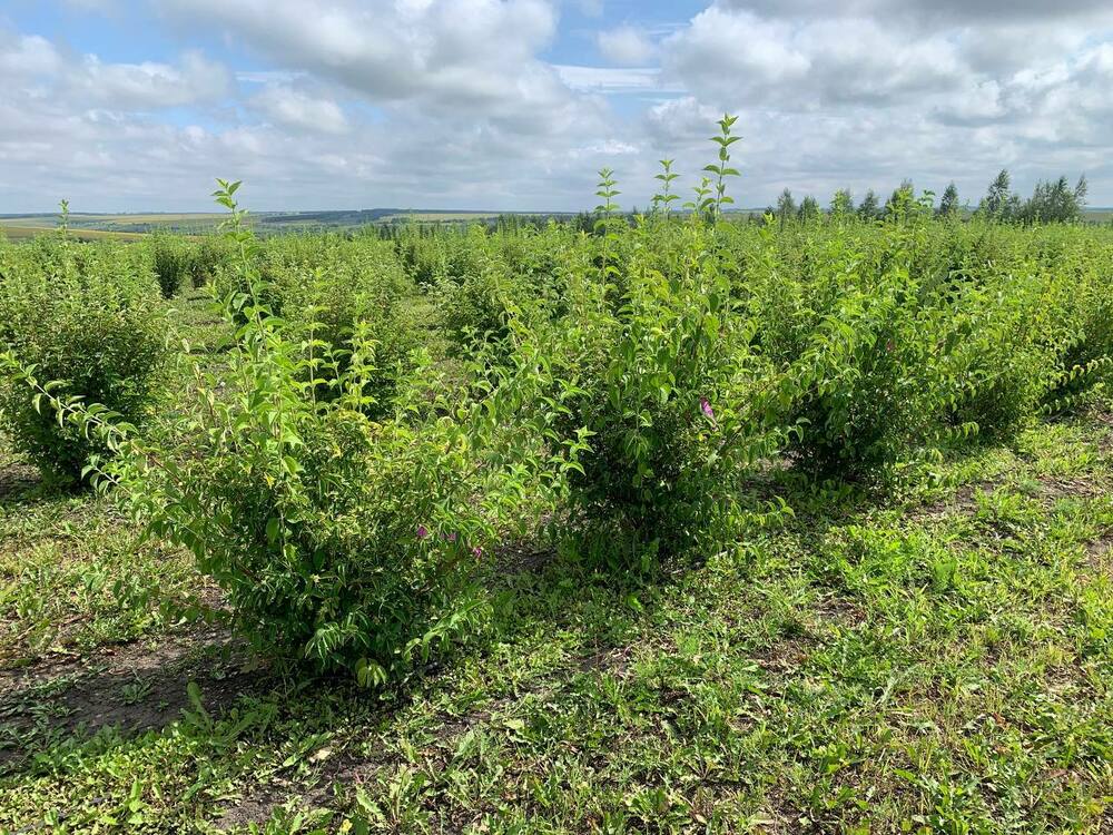 Чубушник венечный Салют (Philadelphus coronarius 'Salut')