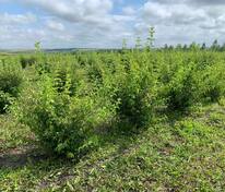 Чубушник венечный Салют (Philadelphus coronarius 'Salut')