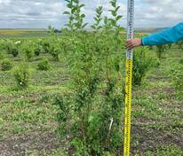 Чубушник венечный Эльбрус (Philadelphus coronarius 'Elbrus')