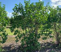 Сирень обыкновенная Профессор Хозер (Syringa vulgaris 'Professor Hoser')