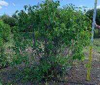 Сирень обыкновенная Жанна д'Арк (Syringa vulgaris 'Jeanne d'Arc')