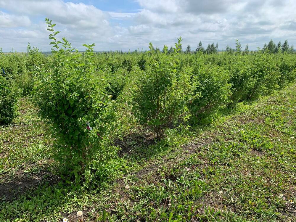 Чубушник венечный Алебастр (Philadelphus coronarius 'Alabaster')
