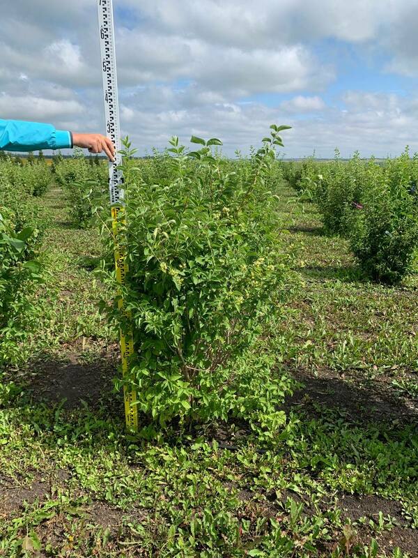Чубушник венечный Алебастр (Philadelphus coronarius 'Alabaster')