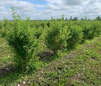 Чубушник венечный Алебастр (Philadelphus coronarius 'Alabaster')