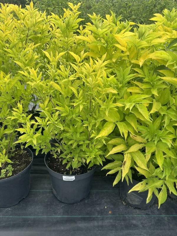 Бузина чёрная Ауреа (Sambucus nigra 'Aurea')