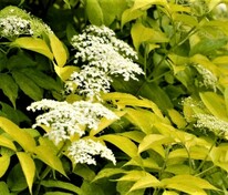 Бузина чёрная Ауреа (Sambucus nigra 'Aurea')