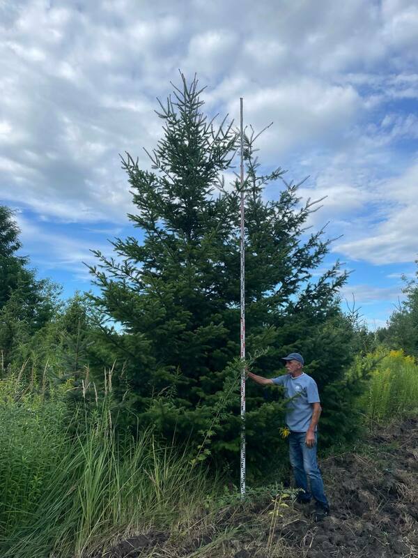 Псевдотсуга Мензиса (Pseudotsuga menziesii)