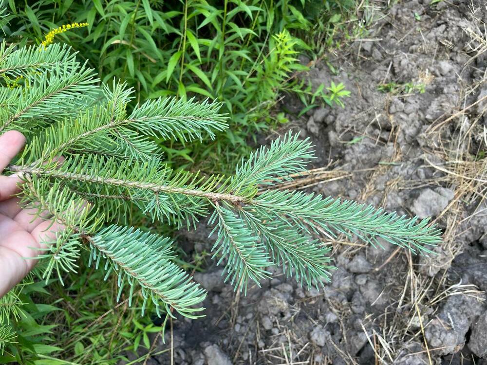 Псевдотсуга Мензиса (Pseudotsuga menziesii)