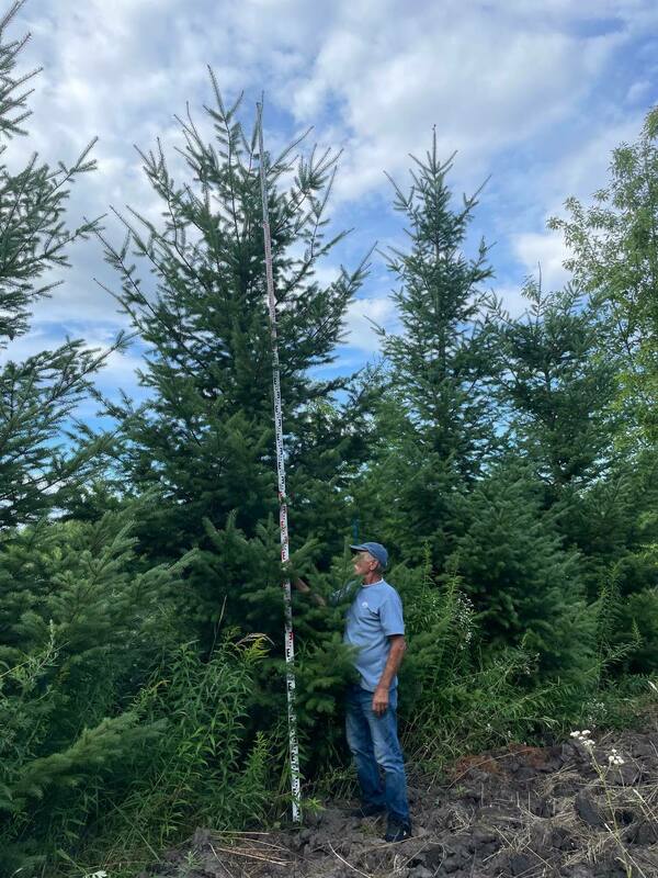 Псевдотсуга Мензиса (Pseudotsuga menziesii)