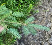Псевдотсуга Мензиса (Pseudotsuga menziesii)