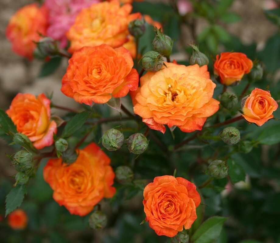 Роза флорибунда Санмейд (Rosa 'Sunmaid')