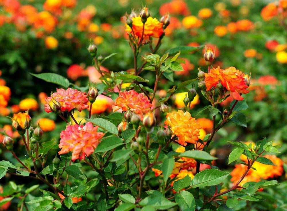 Роза флорибунда Санмейд (Rosa 'Sunmaid')