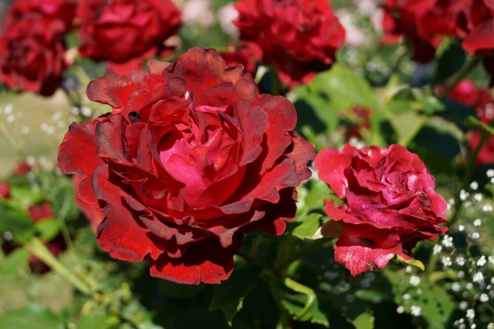 Роза флорибунда Оммаж а Барбара (Rosa 'Hommage a Barbara')