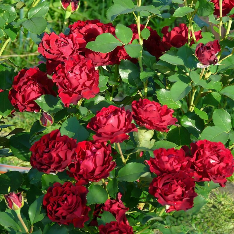 Роза флорибунда Оммаж а Барбара (Rosa 'Hommage a Barbara')