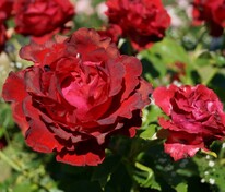 Роза флорибунда Оммаж а Барбара (Rosa 'Hommage a Barbara')