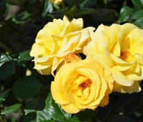 Роза флорибунда Артур Белл (Rosa 'Arthur Bell')