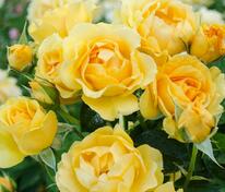 Роза флорибунда Джулия Чайлд (Rosa 'Julia Child')