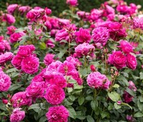 Роза английская Джеймс Л. Остин (Rosa 'James L. Austin')