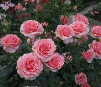 Роза флорибунда Поэтри (Rosa 'Poetry')