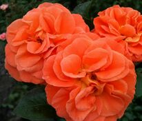 Роза флорибунда Манго (Rosa 'Mango')