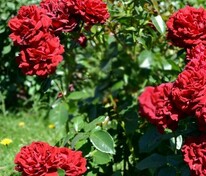 Роза флорибунда Югендлибе (Rosa 'Jugendliebe')